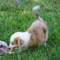 Icarus, a male Border Collie for sale in Douglass, KS – 2 of 7
