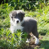 Cascade, a male Border Collie for sale in Douglass, KS – 4 of 8