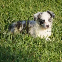 Outlaw, a male Border Collie for sale in Douglass, KS – 5 of 7