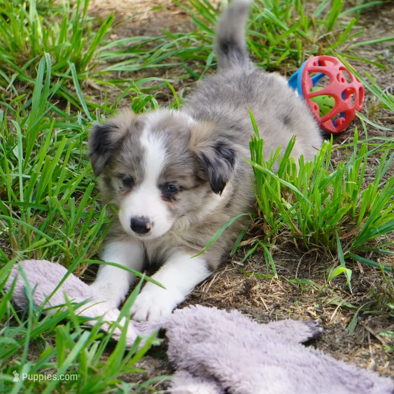 Nomad – Border Collie puppy for sale in Douglass, KS