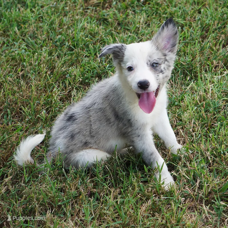 Orca – Border Collie puppy for sale in Douglass, KS