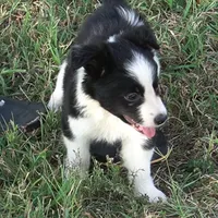 Orlando, a male Border Collie for sale in Douglass, KS – 4 of 6