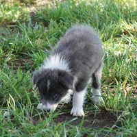 Cascade, a male Border Collie for sale in Douglass, KS – 8 of 8