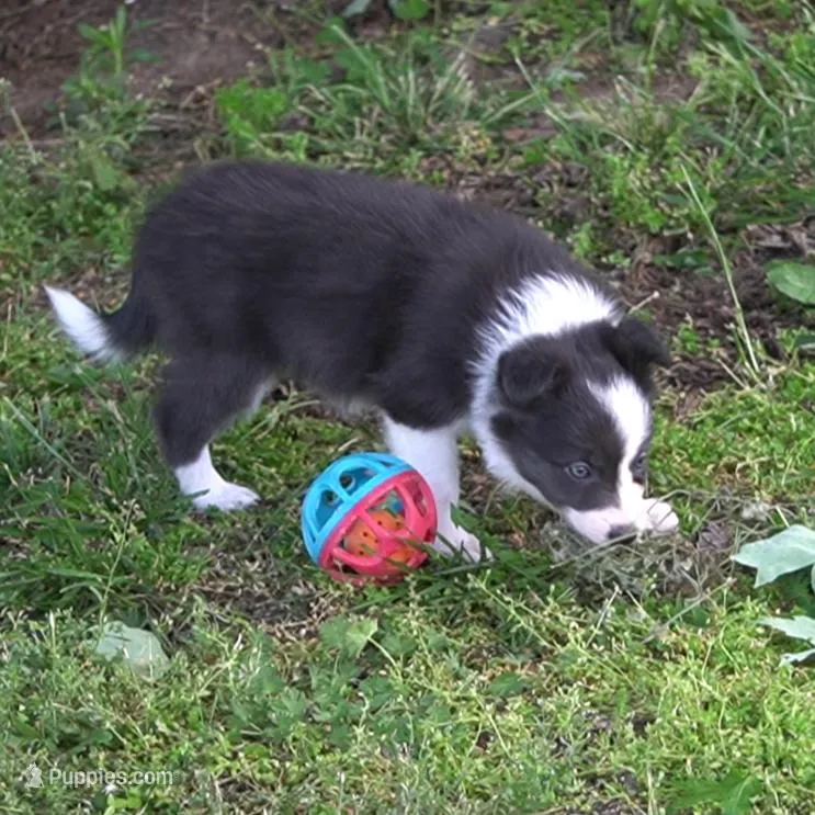 Truffle – Border Collie puppy for sale in Douglass, KS