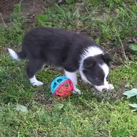 Truffle, a female Border Collie for sale in Douglass, KS – Photo 1 of 8