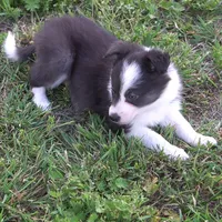 Truffle, a female Border Collie for sale in Douglass, KS – Photo 2 of 8