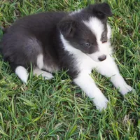 Truffle, a female Border Collie for sale in Douglass, KS – Photo 4 of 8