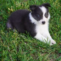 Truffle, a female Border Collie for sale in Douglass, KS – Photo 7 of 8