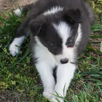 Truffle, a female Border Collie for sale in Douglass, KS – Photo 3 of 8