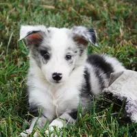 Ocean, a female Border Collie for sale in Douglass, KS – 6 of 7