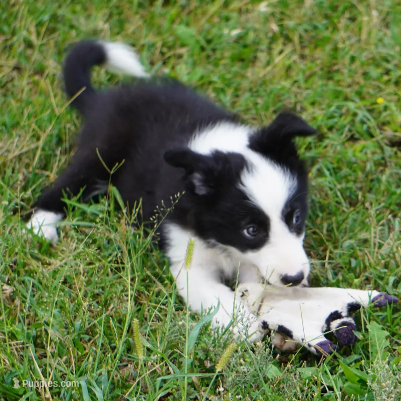 India – Border Collie puppy for sale in Douglass, KS