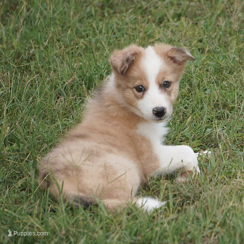 Isaac – Border Collie puppy for sale in Douglass, KS