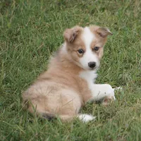 Isaac, a male Border Collie for sale in Douglass, KS – 1 of 4