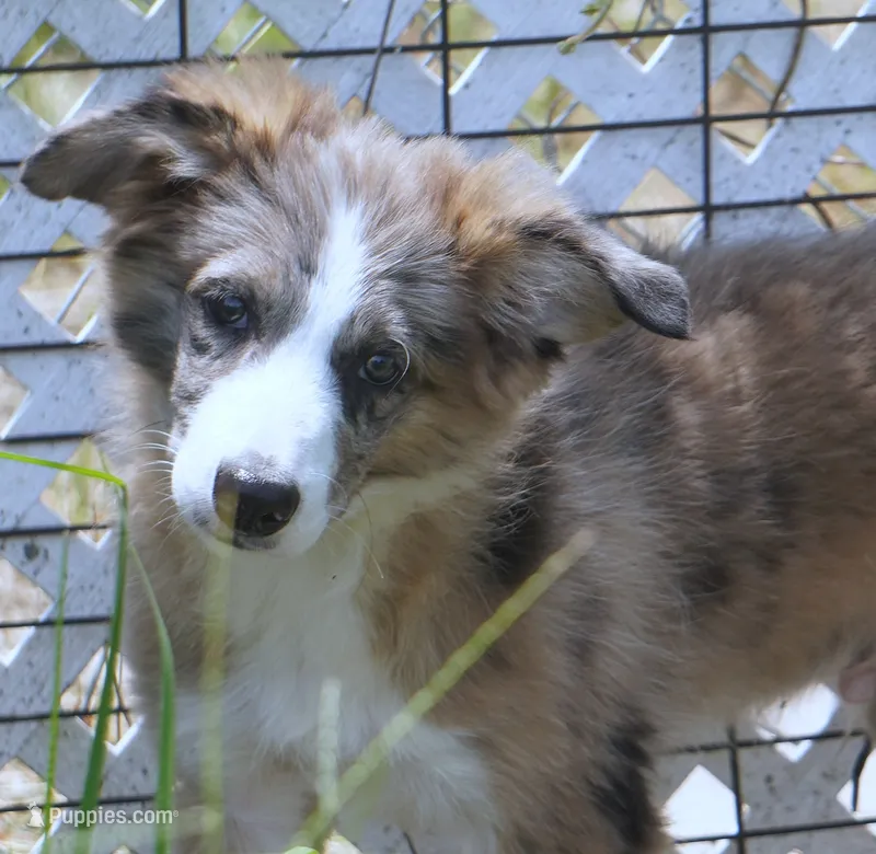 Nomad – Border Collie puppy for sale in Douglass, KS