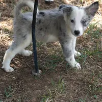 Orca, a male Border Collie for sale in Douglass, KS – 2 of 7