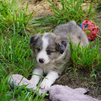 Nomad, a male Border Collie for sale in Douglass, KS – 4 of 7