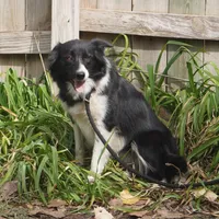 Shade, a female Border Collie for sale in Douglass, KS – Photo 1 of 3