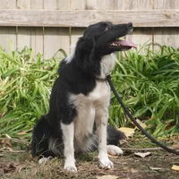Shade, a female Border Collie for sale in Douglass, KS – Photo 3 of 3