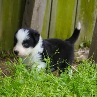 Cobalt, a male Border Collie for sale in Douglass, KS – Photo 3 of 5