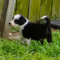 Cobalt, a male Border Collie for sale in Douglass, KS – Photo 2 of 5