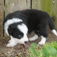 Cobalt, a male Border Collie for sale in Douglass, KS – Photo 4 of 5