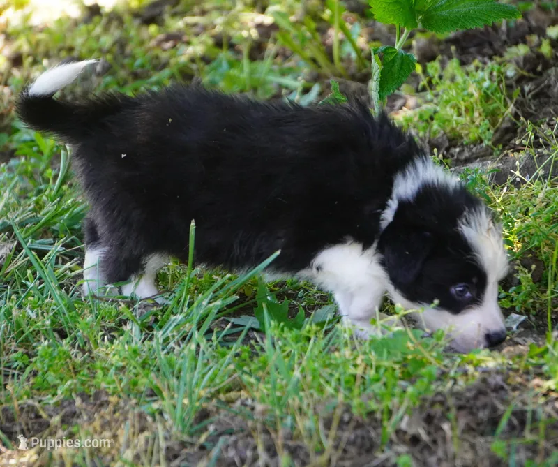 Cobalt – Border Collie puppy for sale in Douglass, KS