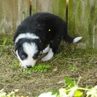 Cobalt, a male Border Collie for sale in Douglass, KS – Photo 5 of 5