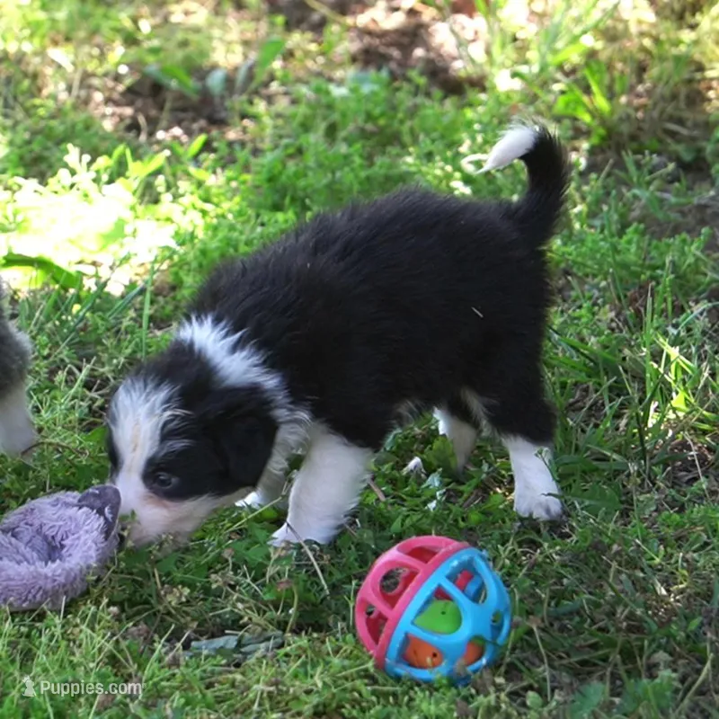 Cobalt – Border Collie puppy for sale in Douglass, KS