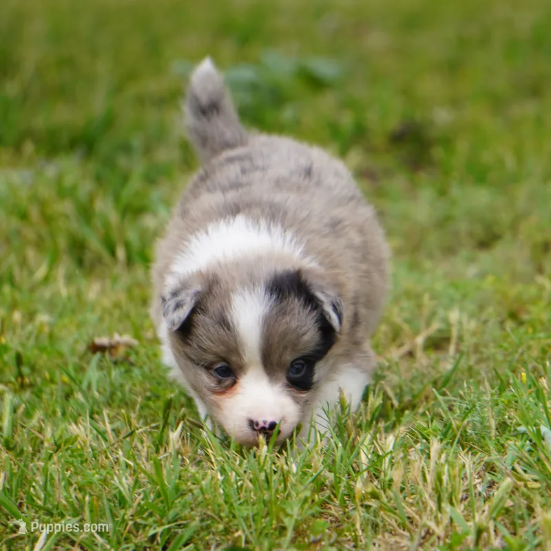 Nimbus – Border Collie puppy for sale in Douglass, KS