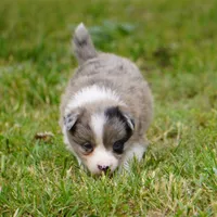 Nimbus, a male Border Collie for sale in Douglass, KS – 1 of 6