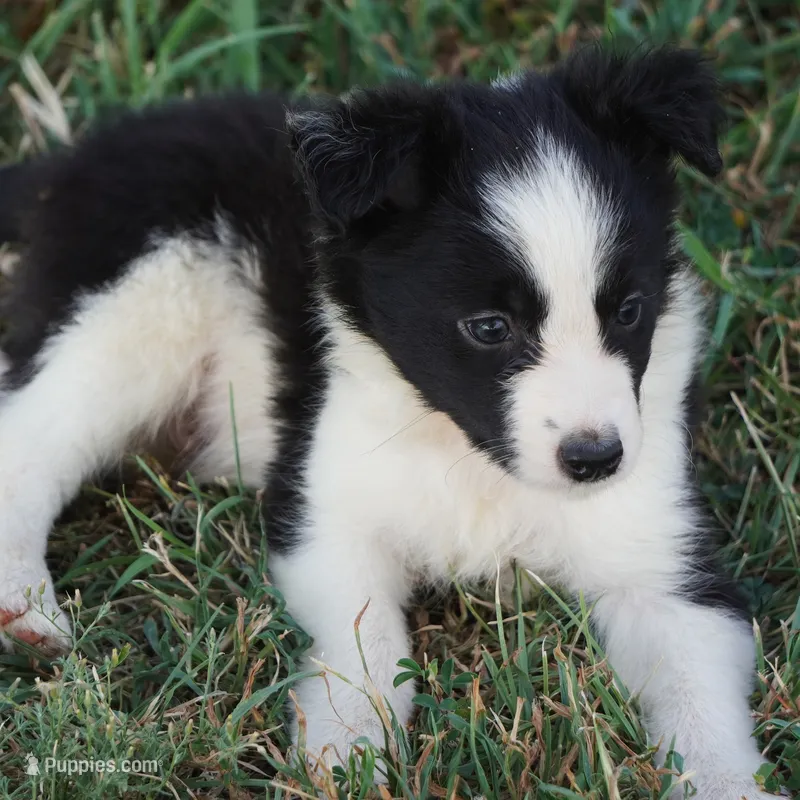 Orlando – Border Collie puppy for sale in Douglass, KS