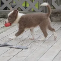 Torque, a male Border Collie for sale in Douglass, KS – 4 of 10