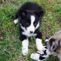 Namoura, a female Border Collie for sale in Douglass, KS – 6 of 7