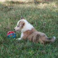 Icarus, a male Border Collie for sale in Douglass, KS – 6 of 7