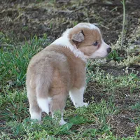 Nutmeg, a male Border Collie for sale in Douglass, KS – 2 of 3