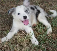Orca, a male Border Collie for sale in Douglass, KS – 7 of 7