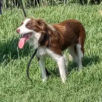 Titan, a male Border Collie for sale in Douglass, KS – 5 of 5