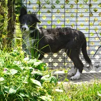 Cascade, a male Border Collie for sale in Douglass, KS – 1 of 2