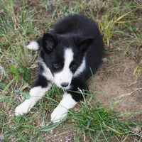 Namoura, a female Border Collie for sale in Douglass, KS – 7 of 7