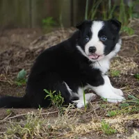 Namoura, a female Border Collie for sale in Douglass, KS – 3 of 4