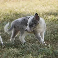 Orca, a male Border Collie for sale in Douglass, KS – 4 of 7