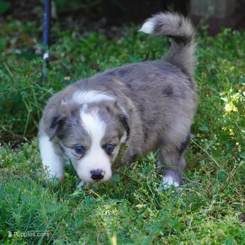 Nomad – Border Collie puppy for sale in Douglass, KS