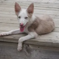 Trevor, a male Border Collie for sale in Douglass, KS – 8 of 9