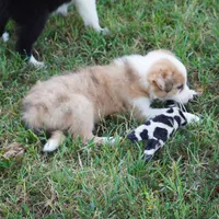 Isaac, a male Border Collie for sale in Douglass, KS – 3 of 3