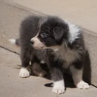 Cascade, a  Border Collie for sale in Douglass, KS – 8 of 10