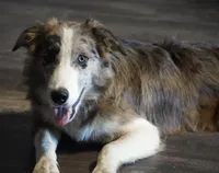 Titan, a male Border Collie for sale in Douglass, KS – 8 of 10