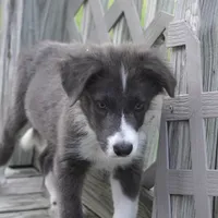 Cascade, a male Border Collie for sale in Douglass, KS – 8 of 8