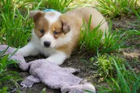 Nutmeg, a male Border Collie for sale in Douglass, KS – 7 of 10