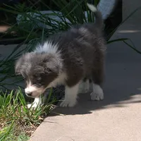 Cascade, a  Border Collie for sale in Douglass, KS – 4 of 10