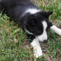 Namoura, a female Border Collie for sale in Douglass, KS – 3 of 7